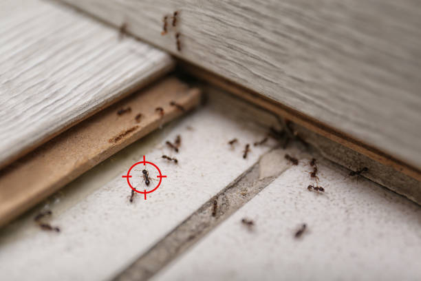 Best Residential Pest Control  in Hughson, CA