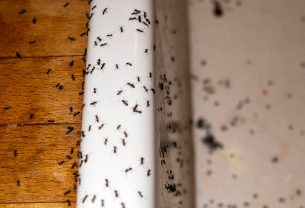 Best Bed Bug Extermination  in Hughson, CA